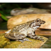 【初创组】李娟