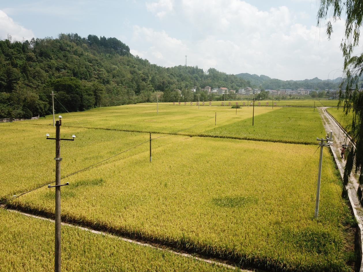 瑞塔铺镇东旺坪村优质稻田喜迎丰收