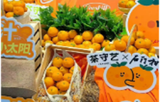 橘香茶韵漫星城，茶守艺携手石门蜜橘玩转金秋丰收季