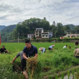 怀化新晃：贡溪镇狠抓落实有新招