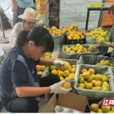 怀化麻阳：省市县三级供销社联动 助力黄桃销售10.88万斤