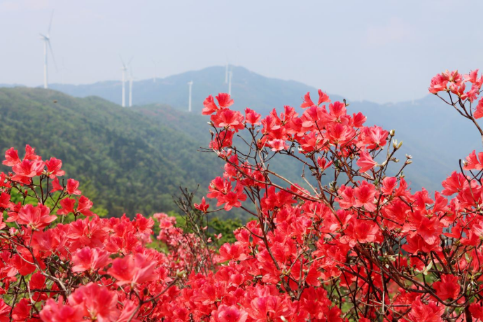 新邵：千亩映山红燃作十里春潮