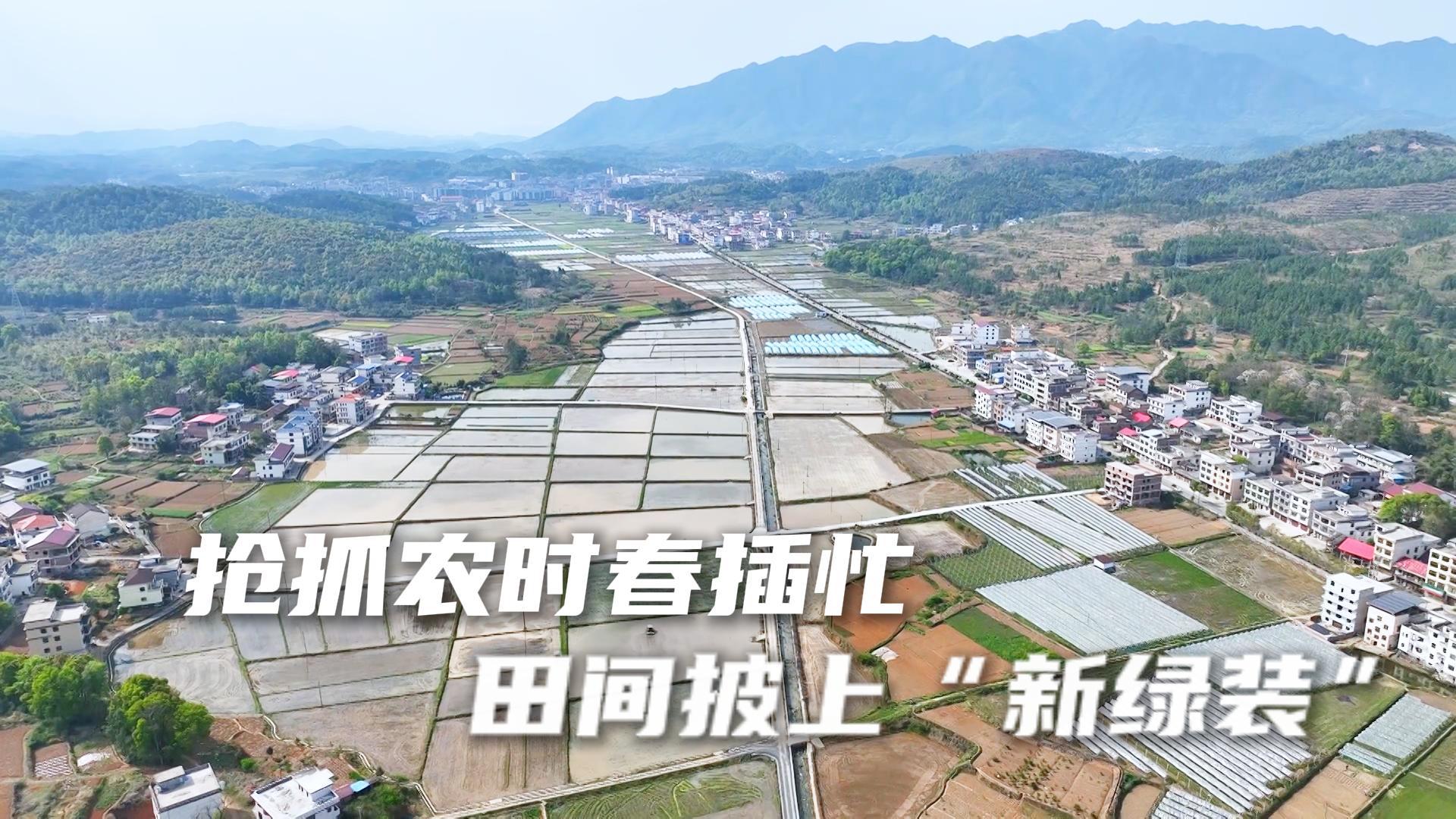 新邵：抢抓农时春插忙