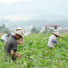 小红薯“链”起大产业，黄土坡上长出“甜蜜”新希望