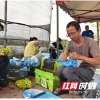 新邵新田铺仟果生态园阳光玫瑰迎丰收 