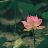 散文丨戴届全：荷叶塘里开荷花