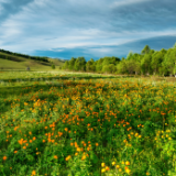 诗歌 | 李文山：花海涂鸦的村庄