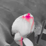 诗歌世界 | 谭应林：唯有望向暖春的船只，破冰前行