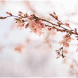 芙蓉·小说丨林森：好好做人