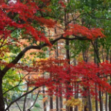 诗画丨龙颂平：枫叶赞