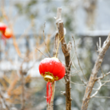 散文丨刘宗林:拜年