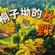 桐子坳的秋，到！当“洗脑神曲”遇见原创金曲