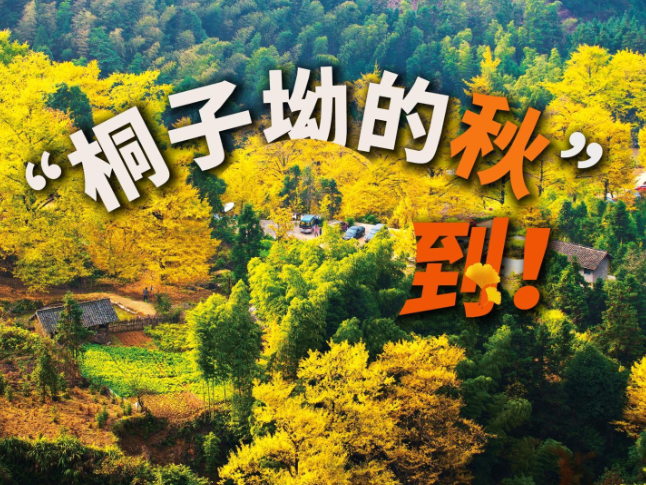 桐子坳的秋，到！当“洗脑神曲”遇见原创金曲