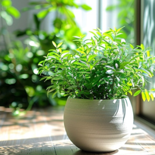 散文丨邓华如：扎根在光阴里的荣耀