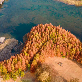 组图丨松雅湖水杉林披上 “红外套”!初冬长沙藏不住的美