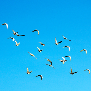 曾致：湖南卫视2025-2026跨年演唱会的审美意蕴与诗意表达