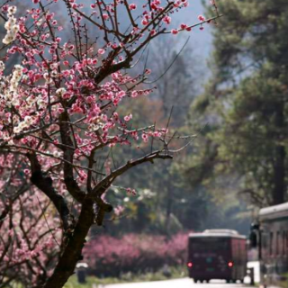 组图丨春节假期临近尾声，张家界国家森林公园旅游热度不减
