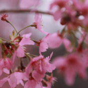 快冲!湖南省植物园早樱已开,花期仅一周