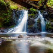 散文丨罗舜:去八大公山看一棵树