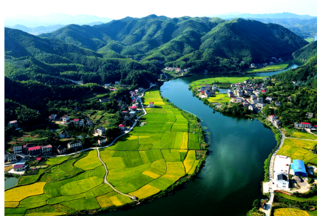  Rice paddy in Shuangfeng County