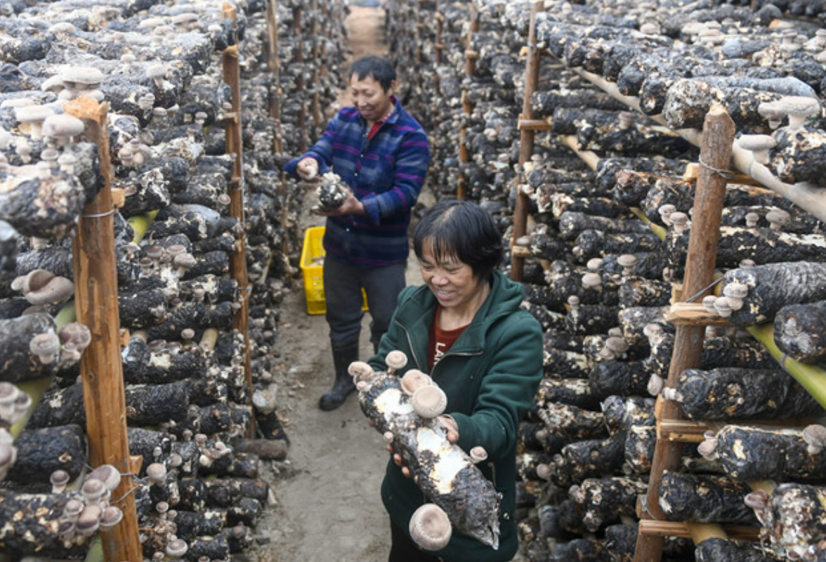 The Mushroom Industry in Daoxian County