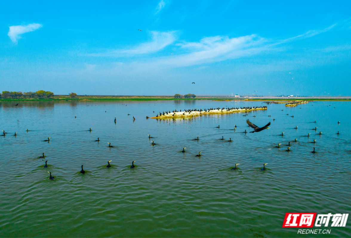 Where are these migrating brids on the start of winter ?