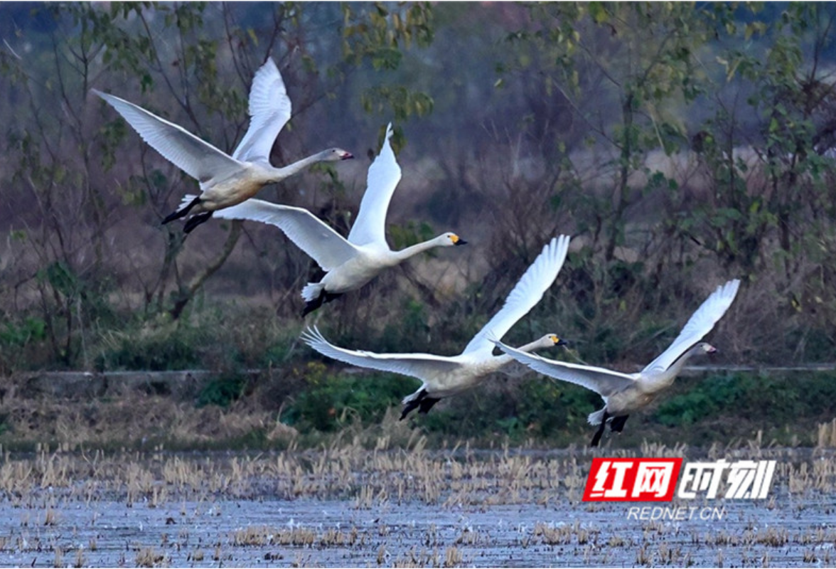 Migratory cygnets overwinter in Dongting Lake