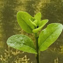 东湖音评:绿满中国,诗意栖居