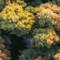 植树节来了！数读2021国土绿化“成绩单” 