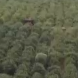 5006万亩！为了这个目标，一起“植”此青绿吧！