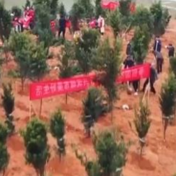 我国首次实行造林任务直达到县、落地上图 造林完成上图率达91.8%