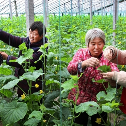 应对降温天气 做好农业生产