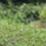 新华时评：推动新疆各民族文化在传承融合中枝繁叶茂