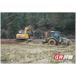 追春光 | 岳阳楼区：高标准农田筑牢增收基石