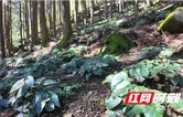 新宁：生态“沃土”育出林下经济“增收链”