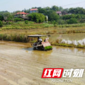 邵阳市双清区：早稻插秧忙 田间添新绿