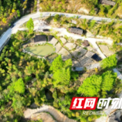 湖南新宁：林下经济点绿成金  生态富民双向共赢