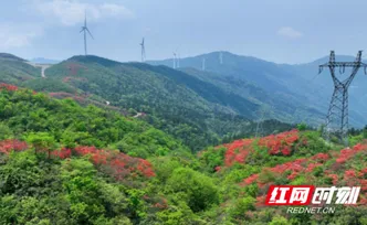 五一“趣”邵阳｜新邵：千亩映山红燃作十里春潮