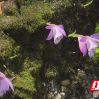 南山国家公园候选区发现国家二级保护植物独蒜兰