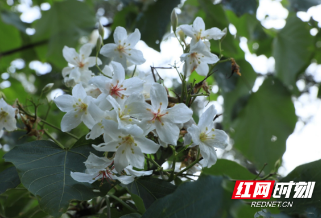 城步：木油桐进入花期 山林飞起“五月雪”