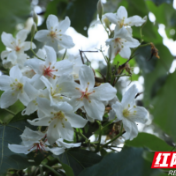城步：木油桐进入花期 山林飞起“五月雪”