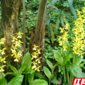 从濒危到绽放！新宁崀山600株“国宝兰”获省级生物保护嘉奖