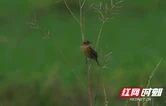 湖南新宁发现一级重点保护野生鸟类黄胸鹀