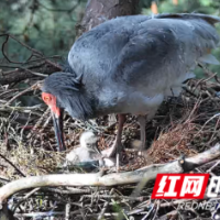 汛期“突袭”，新宁县崀山为国宝朱鹮撑起“保护伞”