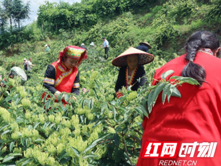 湖南新宁：瑶乡“金花”开  增收画卷来