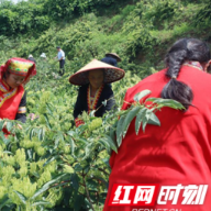 湖南新宁：瑶乡“金花”开  增收画卷来