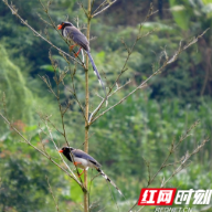 当“青鸟”掠过舜皇山：一场生态与文明的双向奔赴