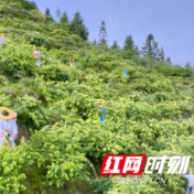 跨越山海 花开隆回——首届“早安隆回”银花百合交易展销会侧记
