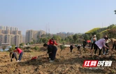 邵阳县干部群众参加义务植树活动