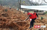 北塔税务：植绿添新景 税心护青山